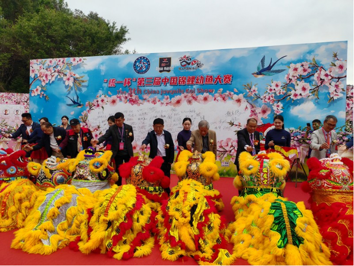 中国锦鲤幼鱼大赛连续三年落地“中国锦鲤名城”佛山