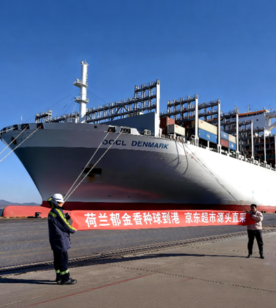 荷兰郁金香种球到港 繁育季开启 预计销量6000万枝 价格低四成