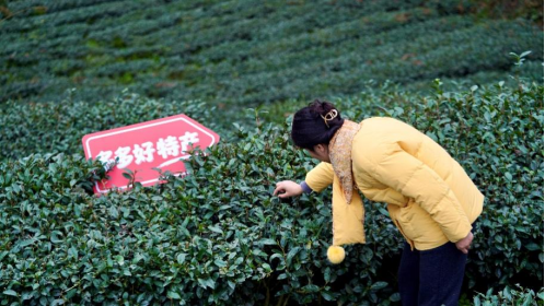 拼多多发布Q1财报，推出多轮平台治理举措，持续升级食品安全保障